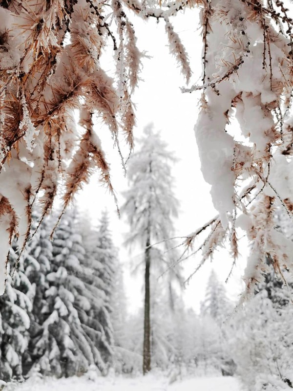 Snowy trees and branches in a wintry landscape, Fichtelgebirge, Germany