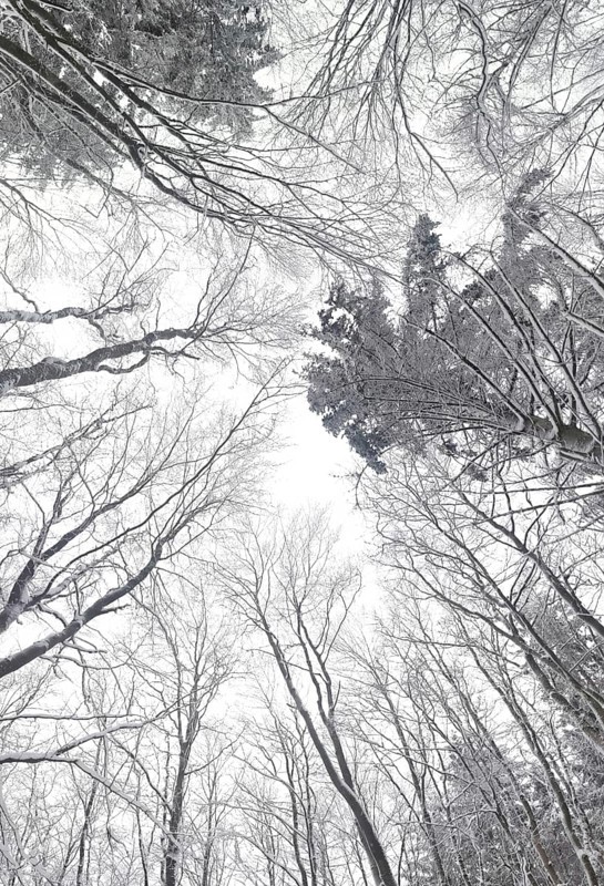 Wintery forest with snow-covered trees towering over a bright sky, Frankenwald nature park Park, Bavaria, Germany