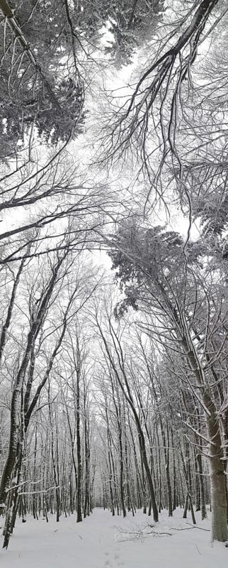 Snowy winter forest with tall bare trees and a cloudy sky, Frankenwald nature park Park, Rennsteig, Bavaria, Germany