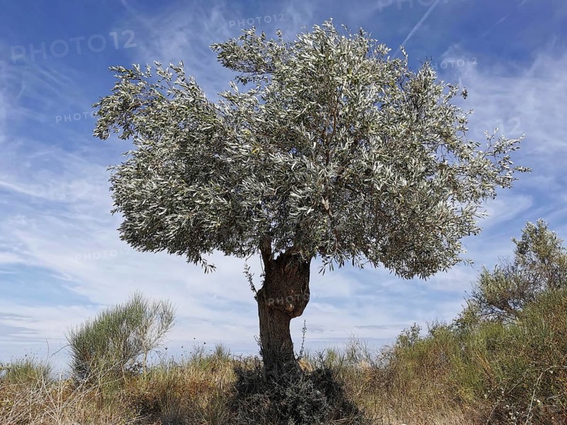 A lone olive tree stands in a dry landscape with blue sky and light clouds, (olea europaea), Berat, Albania
