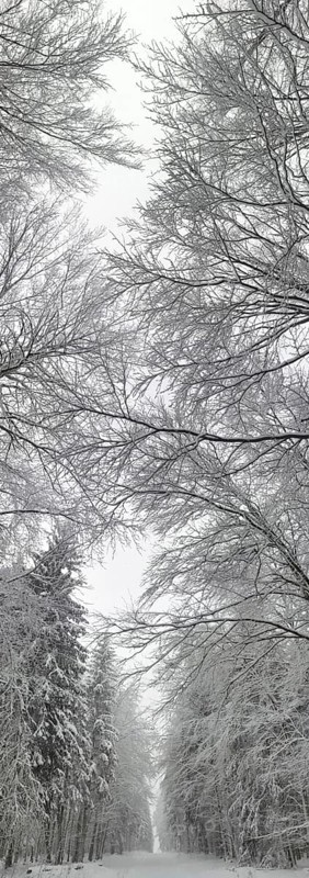 Snowy forest trail between tall, bare trees, arranged in a circle, Frankenwald nature park Park, Rennsteig, Bavaria, Germany