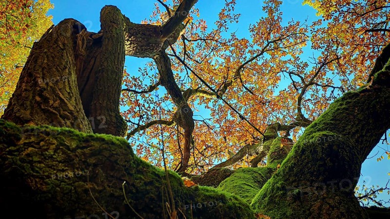 View from below of moss-covered branches and autumn leaves against a blue sky, Hainich National Park, Germany