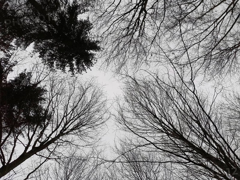 Bottom view of bare treetops against grey sky, Frankenwald nature park Park, Bavaria, Germany