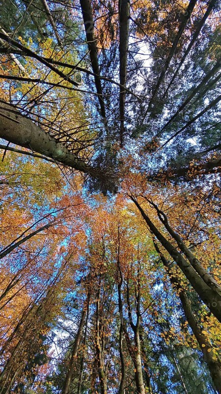 Colourful forest with blue sky views, the autumn leaves glow in yellow and orange. RennSteig, Frankenwald nature park Park, Germany