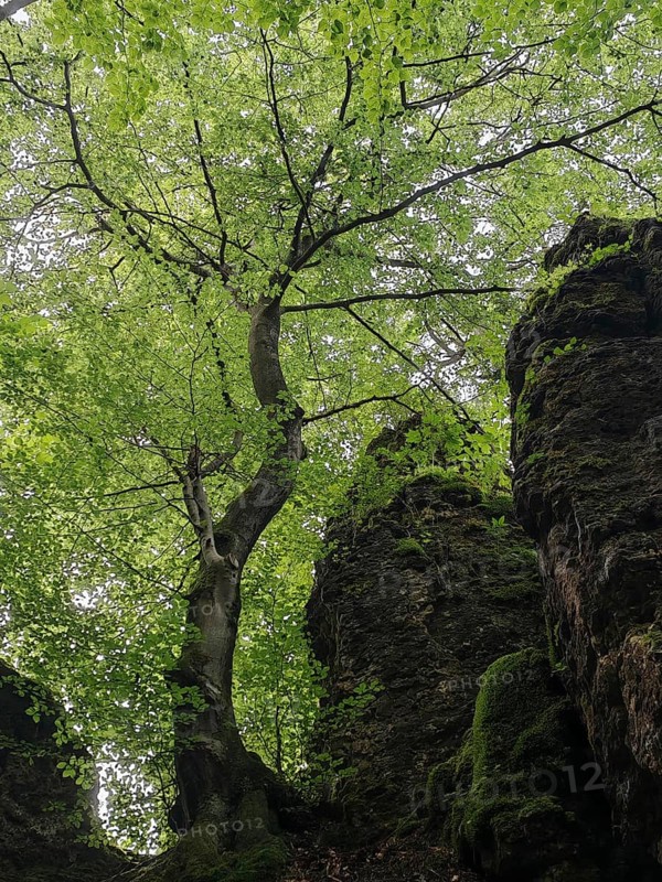 A tree grows between moss-covered rocks in a green forest, peaceful atmosphere, Franconian Switzerland, Upper Franconia, Germany