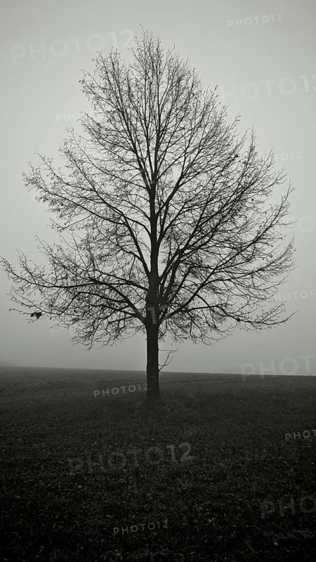 A lonely tree in a wide field in black and white, surrounded by fog, looks melancholy, Upper Franconia, Germany
