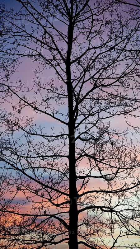 The silhouette of a tree against a purple evening sky radiates peace, Upper Franconia, Germany
