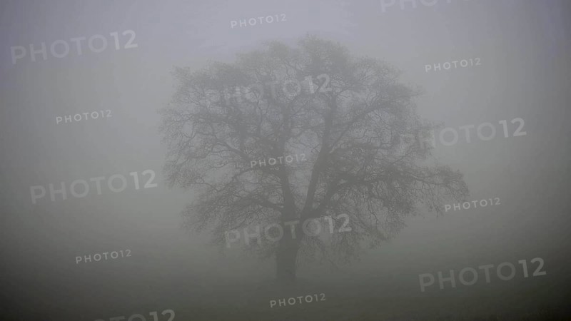 A lonely tree in thick fog creating a mystical atmosphere, Upper Franconia, Germany