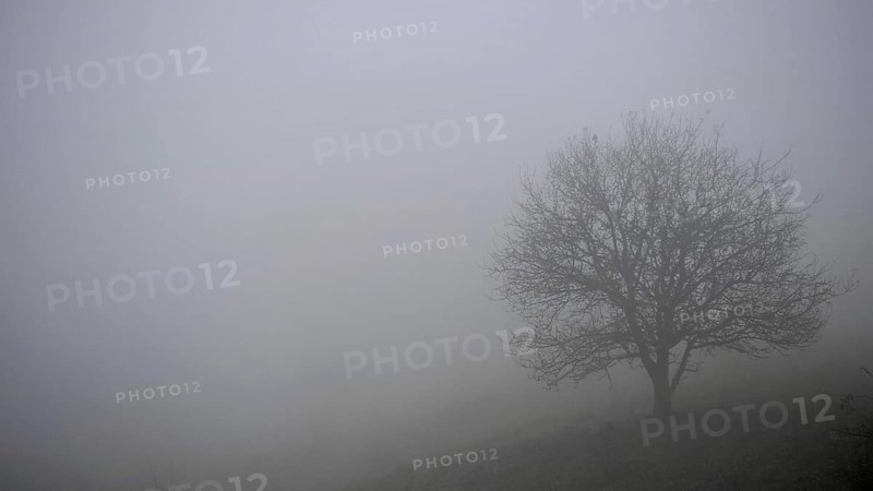 A single tree stands on a hill in fog, surrounded by quiet silence, Upper Franconia, Germany