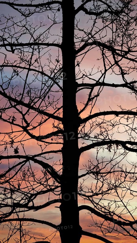 A tree in the foreground of a soft pink twilight sky conveys a calm atmosphere, Upper Franconia, Germany
