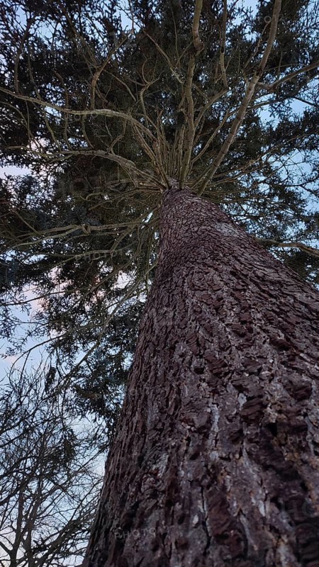 View from below of an imposing conifer against evening sky, Frankenwald nature park Park, Bavaria, Germany