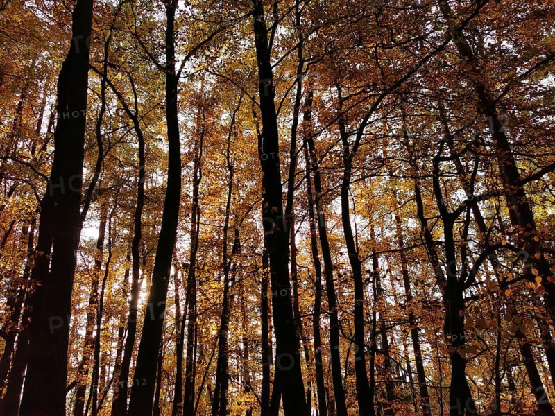 Forest with tall trees and autumnal canopy in sunlight, creating a peaceful atmosphere, Frankenwald nature park Park, Bavaria, Germany