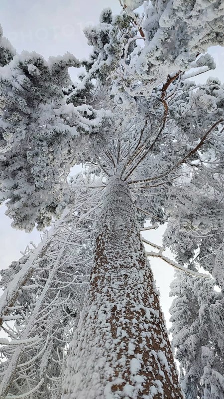 Snowy tree trunk rising into the sky with snowy branches, Frankenwald nature park Park, Bavaria, Germany