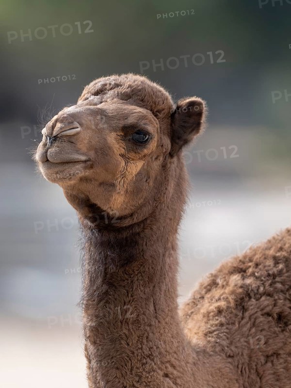 Dromedary (Camelus dromedarius), camel, portrait, young animal, Oman