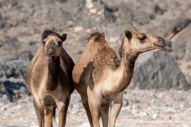 Dromedary (Camelus dromedarius), camels, Oman