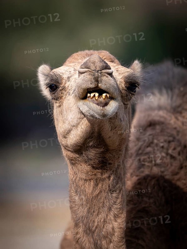 Dromedary (Camelus dromedarius), camel, portrait, Oman