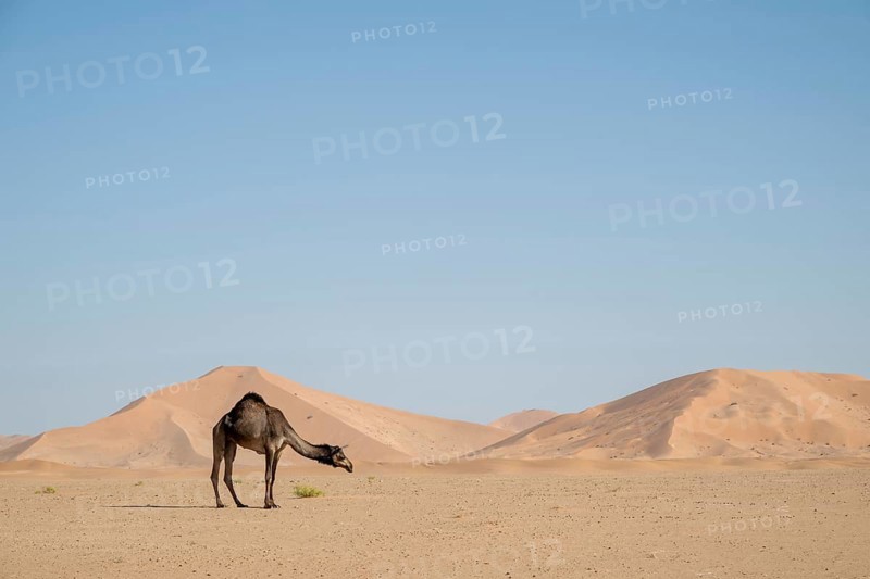 Dromedary (camel) in front of sand dunes in the Rhub al Khali desert, Empty Quarter, largest sand desert on earth, Oman