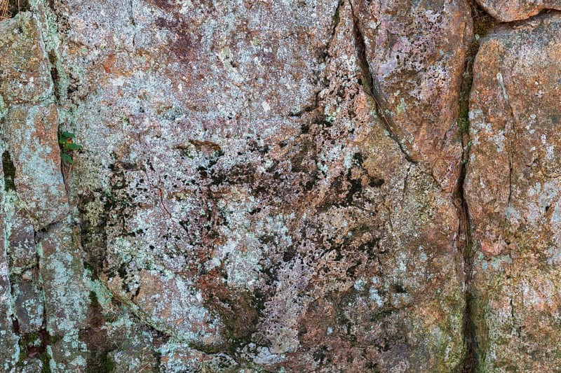Close-up of porous outcrop rock surface covered with Lichen growth and Bryophyta - Green Moss in autumn, Quebec, Canada
