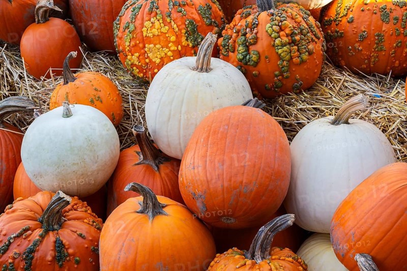 White and orange Cucurbita - Pumpkins including 'Warty Goblin' for sale in bin with yellow straw at farm stand in autumn, Quebec, Canada