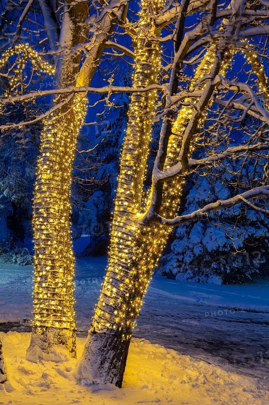 Large tree trunks decorated with illuminated Christmas lights and covered with winter like snow in late autumn at night, Ile des Moulins, Old Terrebonne, Quebec, Canada