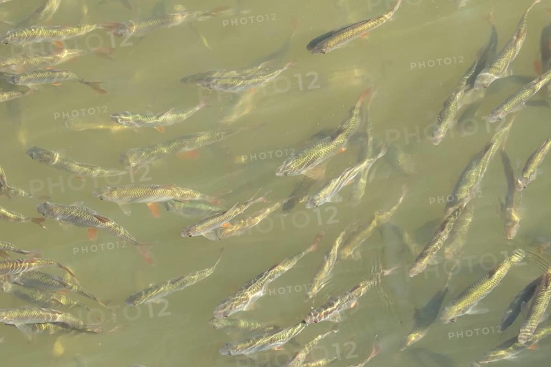 Common roach (Rutilus rutilus) adult fish in a shoal in a garden pond, England, United Kingdom