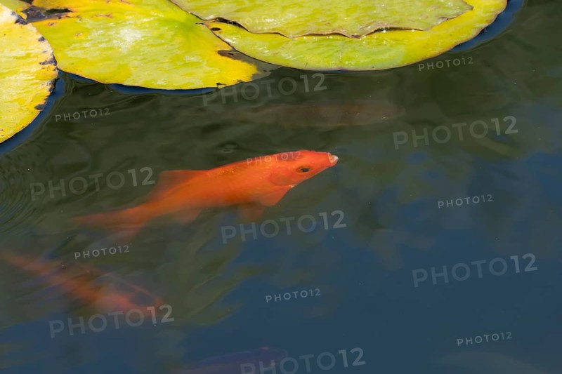 Common goldfish (Carassius auratus) adult fish in a garden pond, England, United Kingdom