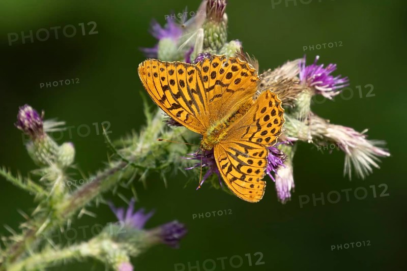 Silver-washed fritillary butterfly (Argynnis paphia) adult insect feeding on a thistle flower in summer, England, United Kingdom