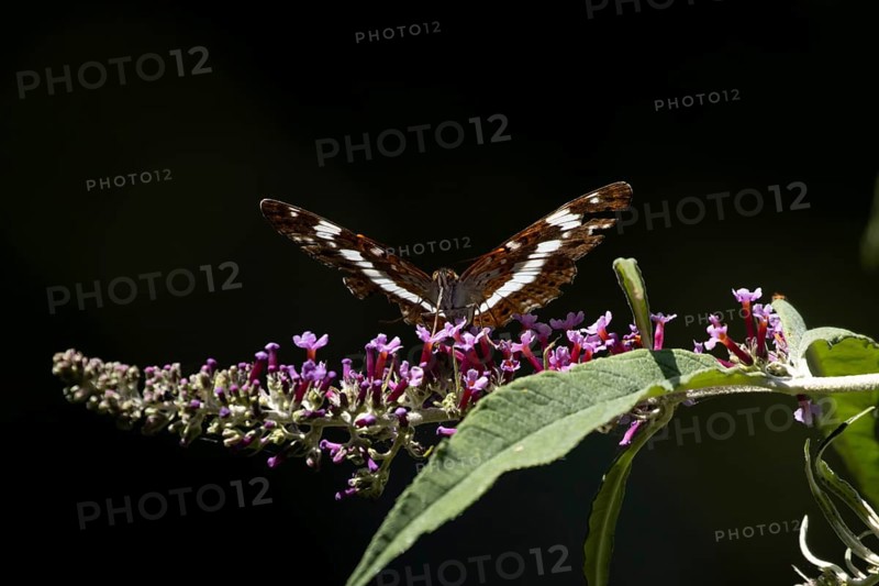 White admiral butterfly (Limenitis camilla) adult insect feeding on a garden purple Buddleja flower in summer, RSPB Minsmere nature reserve, Suffolk, England, United Kingdom