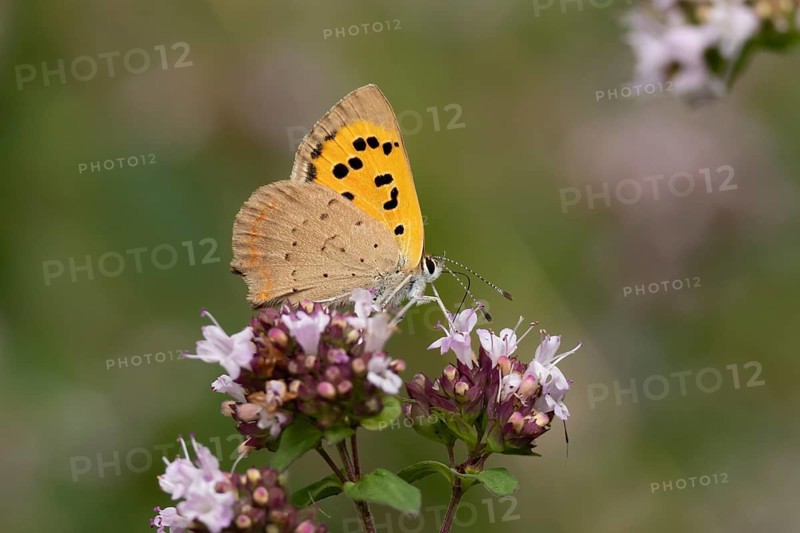 Small copper butterfly (Lycaena phlaeas) adult insect feeding on a garden purple Wild marjoram or Oregano flower in summer, England, United Kingdom