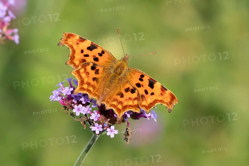 Comma butterfly (Polygonia c-album) adult insect feeding on a garden purple Verbena bonariensis flower in summer, England, United Kingdom
