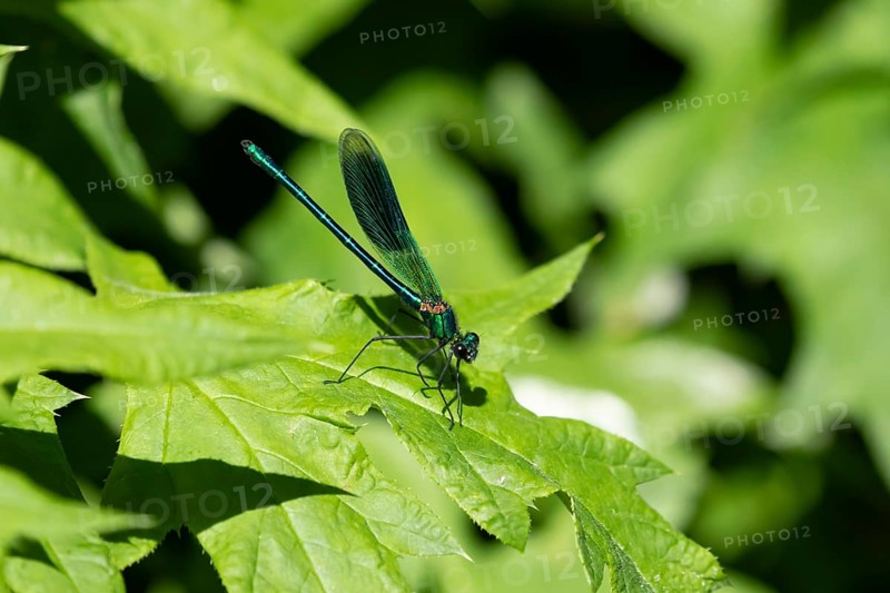 Banded demoiselle damselfly (Calopteryx splendens) adult male insect on a plant leaf in summer, England, United Kingdom