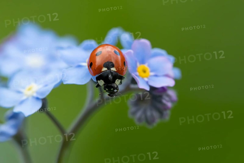 Seven-spot ladybird or ladybug (Coccinella septempunctata) adult insect on a garden Forget-me-not flower in spring, England, United Kingdom