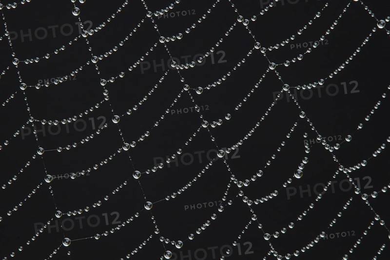 Spider web with water dew drops, England, United Kingdom