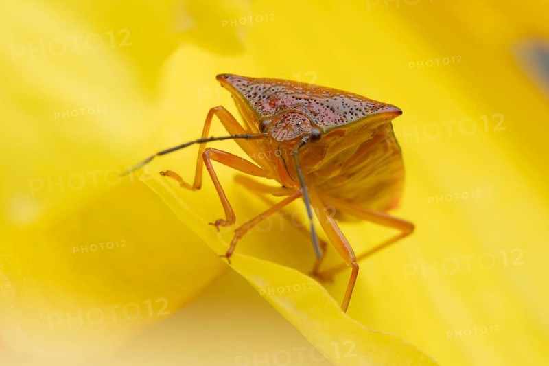 Hawthorn shieldbug (Acanthosoma haemorrhoidale) adult insect on a garden begonia flower in summer, England, United Kingdom
