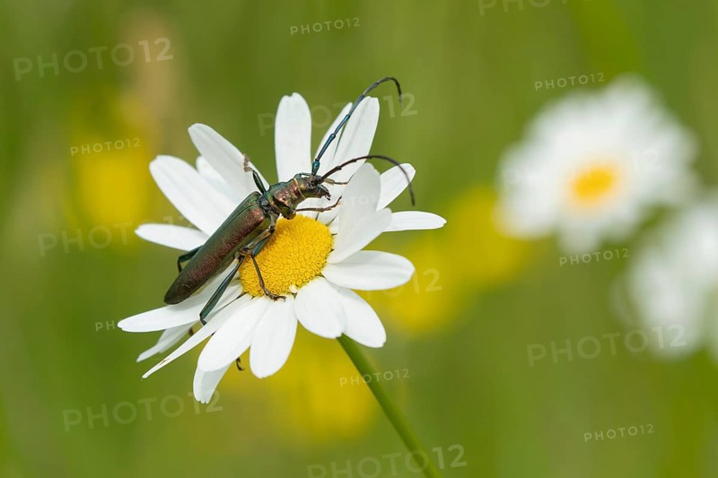 Thick-legged flower beetle (Oedemera nobilis) adult insect on an Oxeye daisy flower in summer, England, United Kingdom