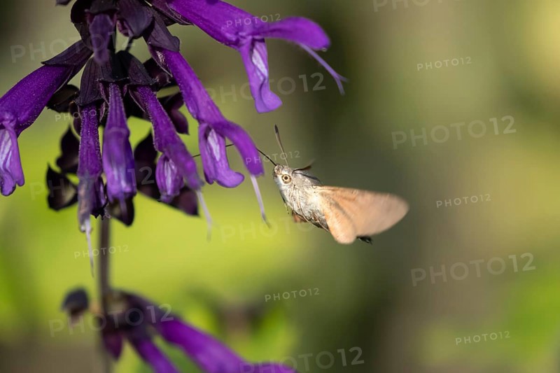 Hummingbird hawkmoth (Macroglossum stellatarum) adult moth in flight feeding on a garden purple flower in summer, England, United Kingdom