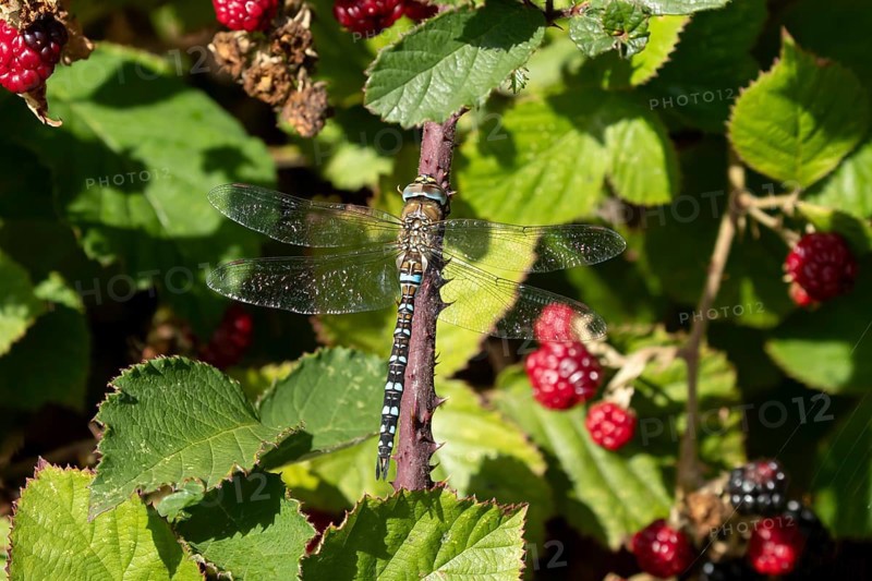 Emperor dragonfly (Anax imperator) adult insect on a bramble bush in summer, England, United Kingdom