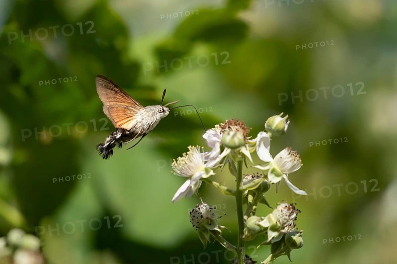 Hummingbird hawkmoth (Macroglossum stellatarum) adult moth in flight feeding on a Bramble flower in summer, England, United Kingdom