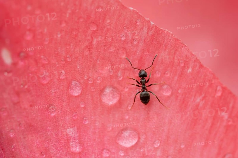 Black garden ant (Lasius Niger) adult insect on a garden flower in spring, England, United Kingdom