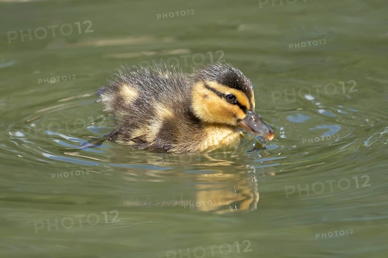 Mallard duck (Anas platyrhynchos) juvenile baby duckling bird swimming on the water of a lake in summer, England, United Kingdom