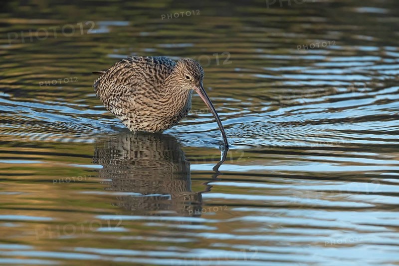 Eurasian curlew (Numenius arquata) adult wader bird searching for food in shallow coastal water, England, United Kingdom