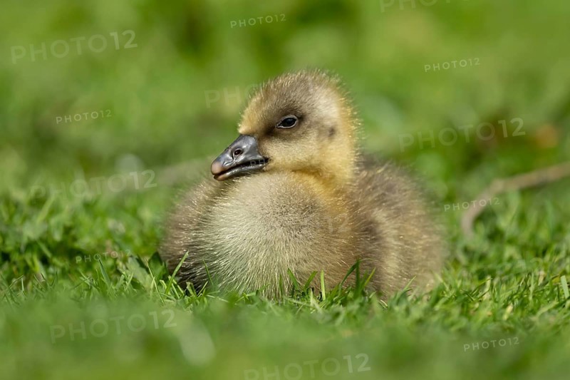 Greylag goose (Anser anser) juvenile baby gosling bird head sitting on grass in summer, England, United Kingdom