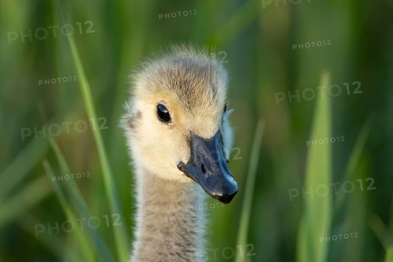 Greylag goose (Anser anser) juvenile baby gosling bird head portrait in summer, England, United Kingdom