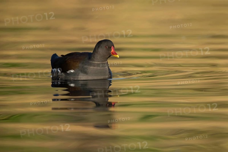 Moorhen (Gallinula chloropus) adult bird on the water of a lake, England, United Kingdom