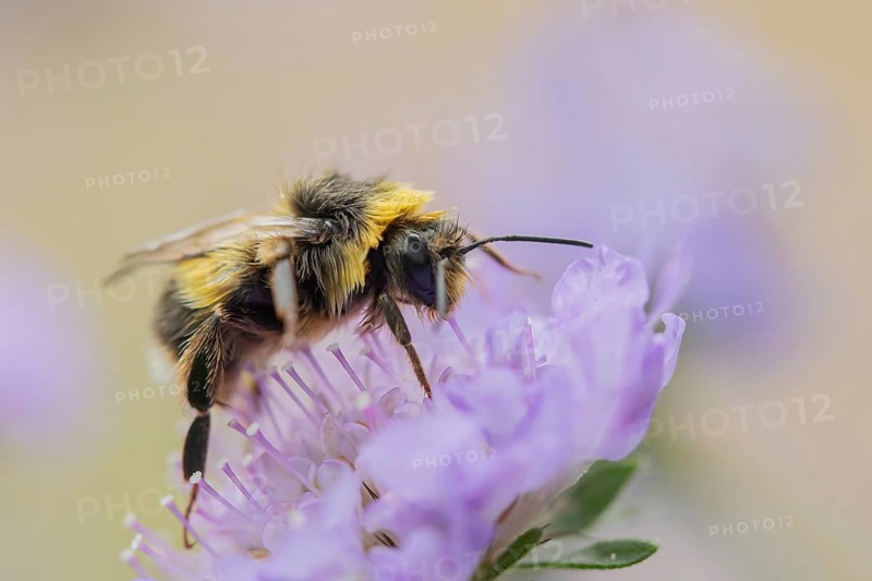 Buff tailed bumblebee (Bombus terrestris) adult bee insect feeding on a Field scabious flower in summer, England, United Kingdom