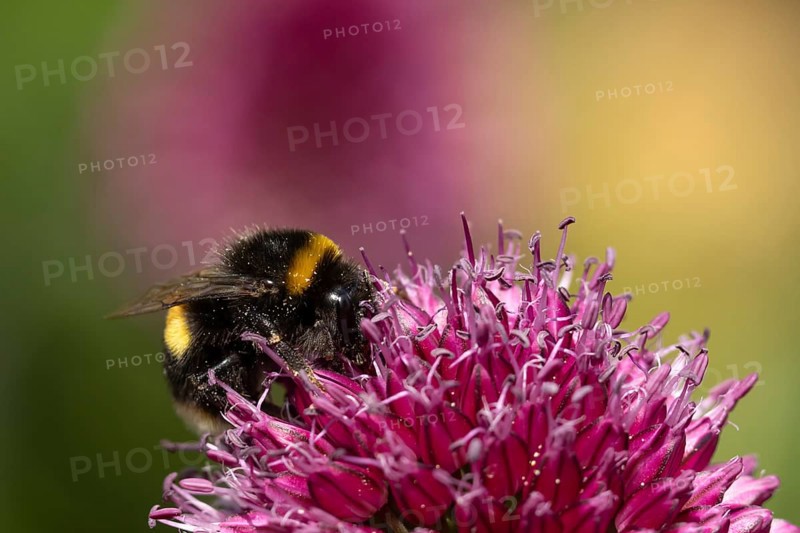 Buff tailed bumblebee (Bombus terrestris) adult bee insect feeding on a garden Allium flower in summer, England, United Kingdom
