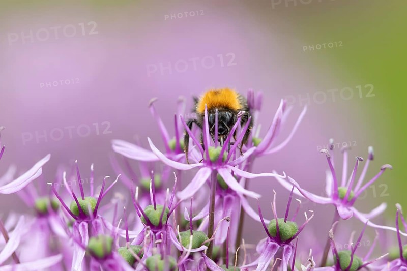 Tree bumblebee (Bombus hypnorum) adult bee insect feeding on a garden purple Allium flower in summer, England, United Kingdom