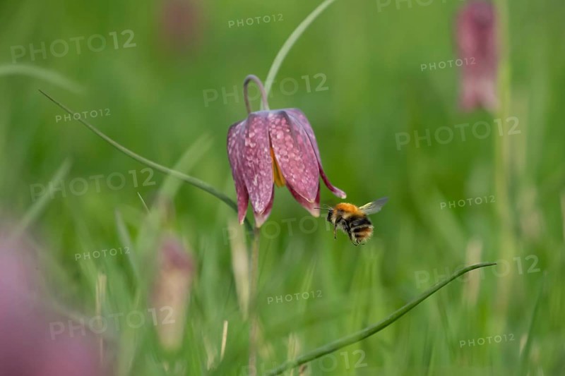Common carder bumblebee (Bombus pascuorum) adult bee insect flying towards a Snake's head fritillary (Fritillaria meleagris) flower in spring, England, United Kingdom