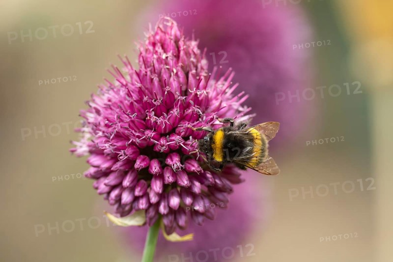 Buff tailed bumblebee (Bombus terrestris) adult bee insect feeding on a garden Chives flower in summer, England, United Kingdom