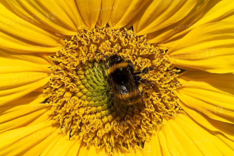 Buff tailed bumblebee (Bombus terrestris) adult bee insect feeding on a garden sunflower flower in summer, England, United Kingdom